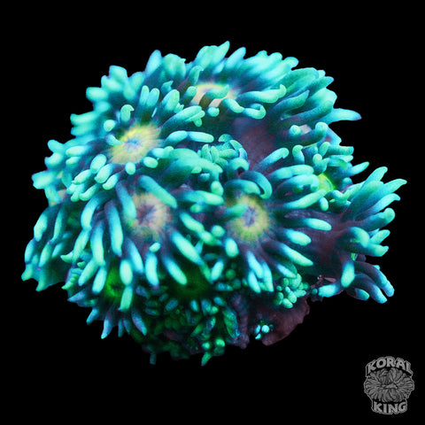 G.E.M. Gonipora