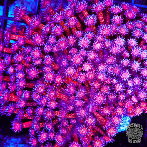 Glitter Goniopora Colony