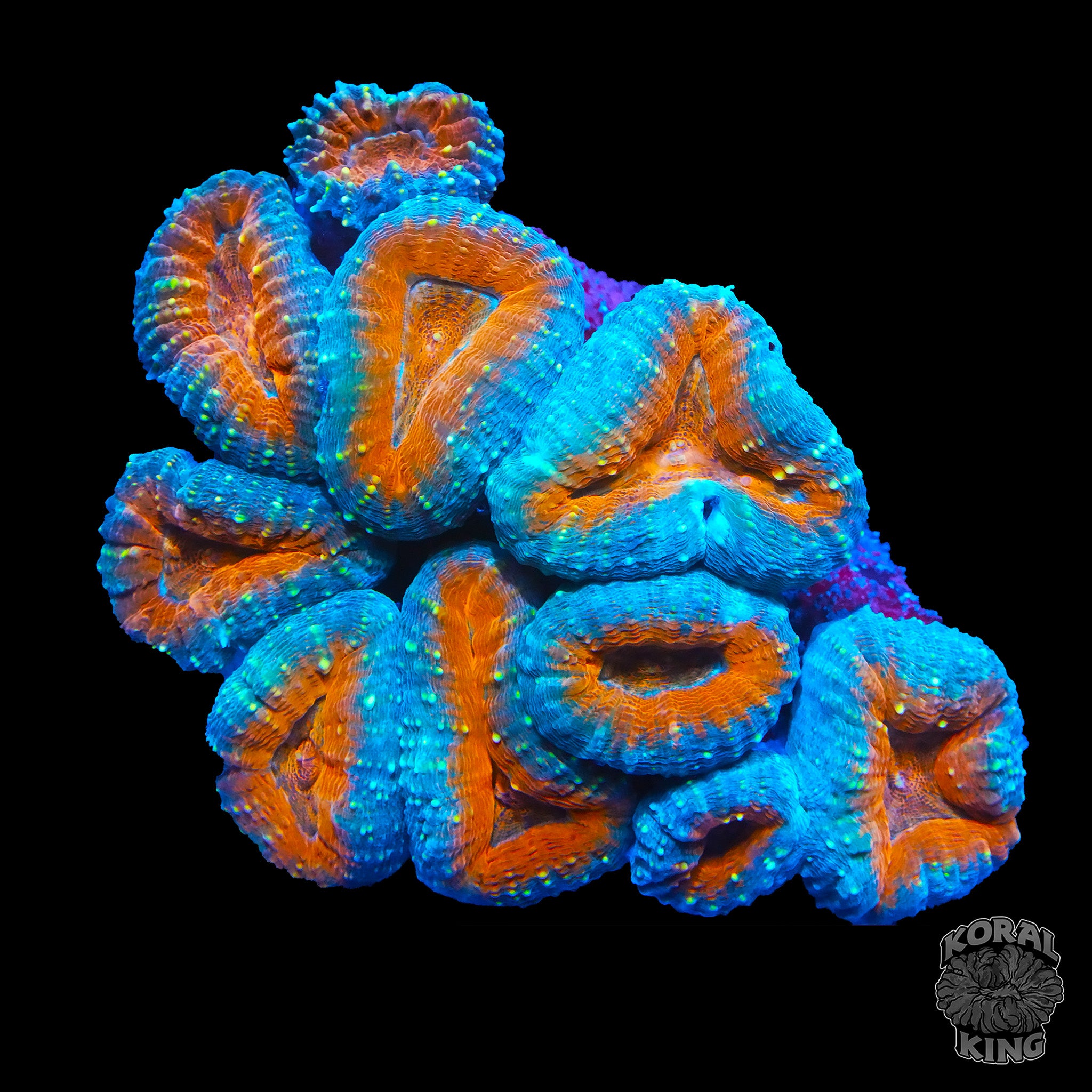 Oranch Branching Lobophyllia – Koral King