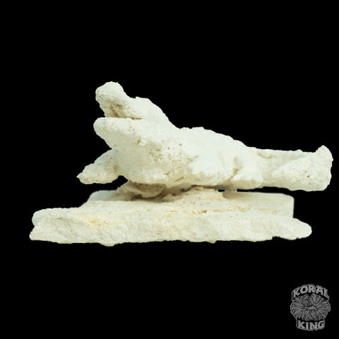 Gator Rock Decor