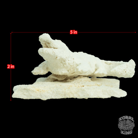 Gator Rock Decor