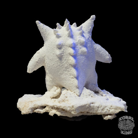 Gengar Rock Decor