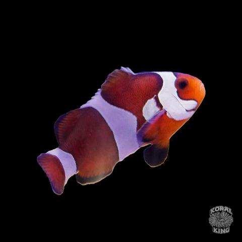 Mocha Gladiator Clownfish - Koral King