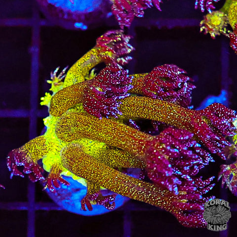 Glitter Bomb Goniopora