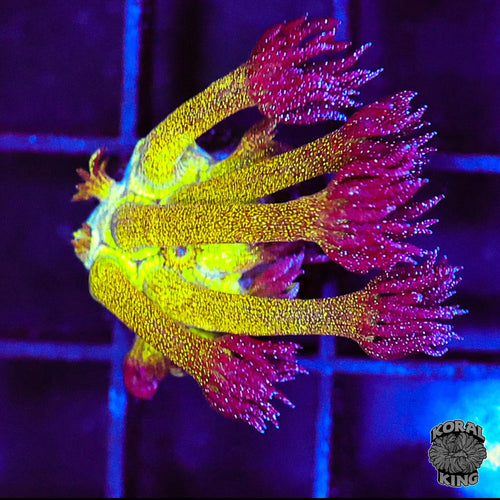 Glitter Bomb Goniopora