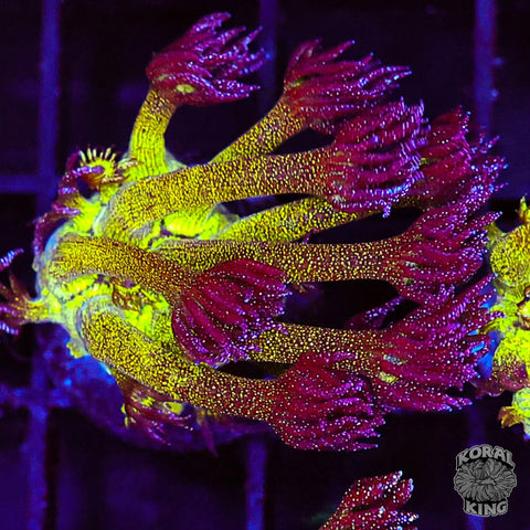 Glitter Bomb Goniopora
