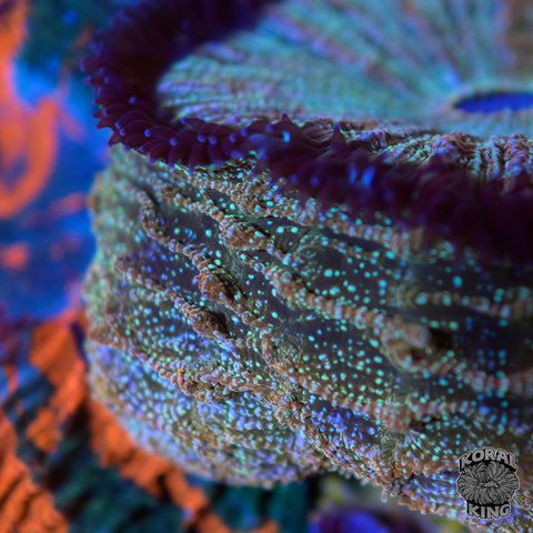 Glittering Gold Acantho