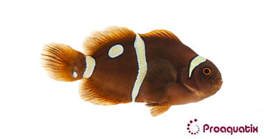 Gold Dot Maroon Clownfish – Proaquatix