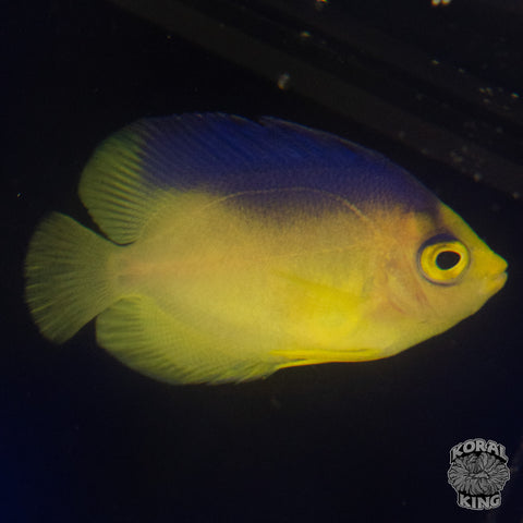 Colini Angelfish