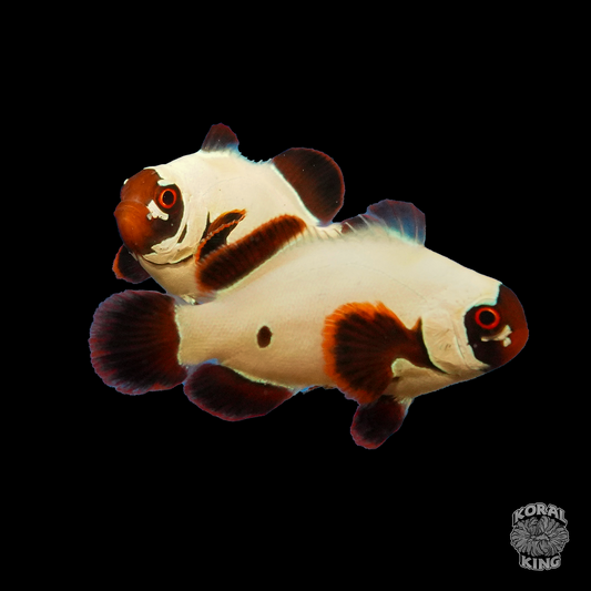 Gold Nugget Bullet Clownfish Pair - Koral King