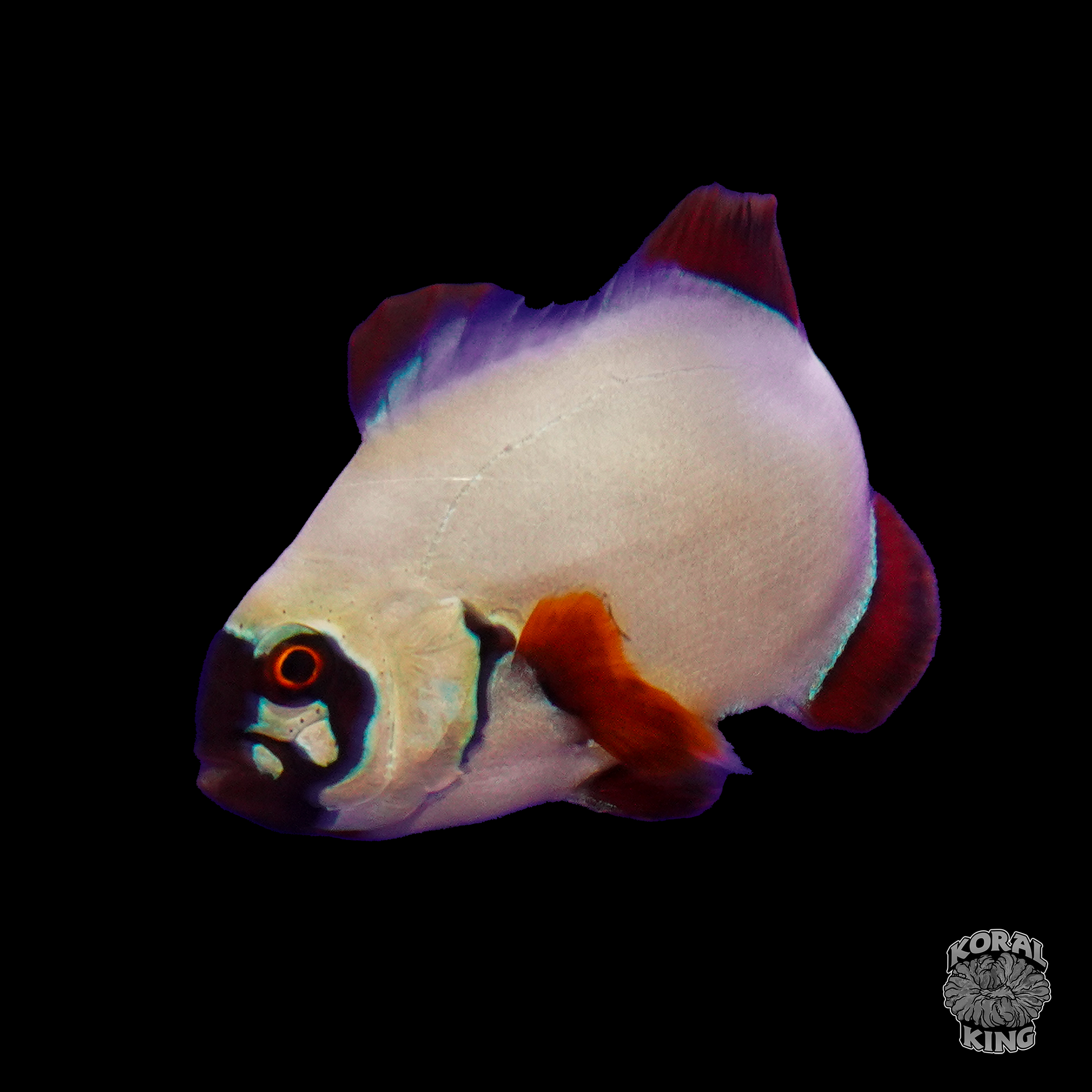 Gold Nugget Maroon Clownfish - Koral King
