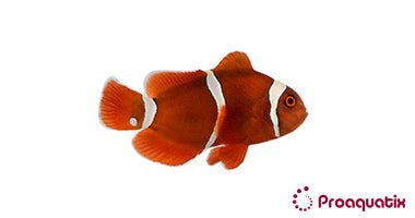 Gold Stripe Maroon Clownfish – Proaquatix