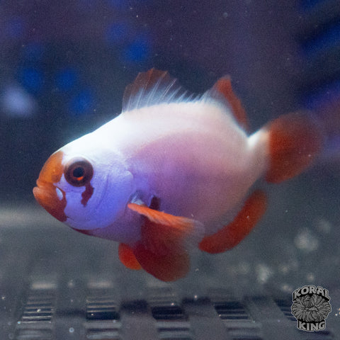 Gold Nugget Clownfish