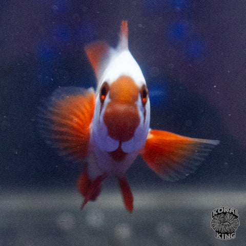 Gold Nugget Clownfish