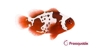 Gold x Lightning Maroon Clownfish – Proaquatix