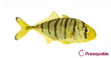 Golden Trevally – Proaquatix