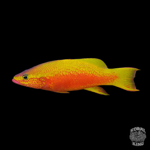 Golden Basslet