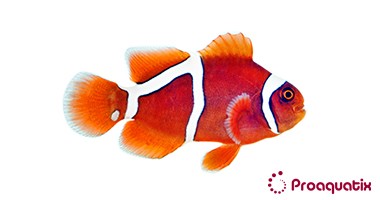 Gold Flake Maroon Clownfish – Proaquatix