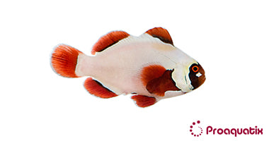 Gold Nugget Maroon Clownfish – Proaquatix