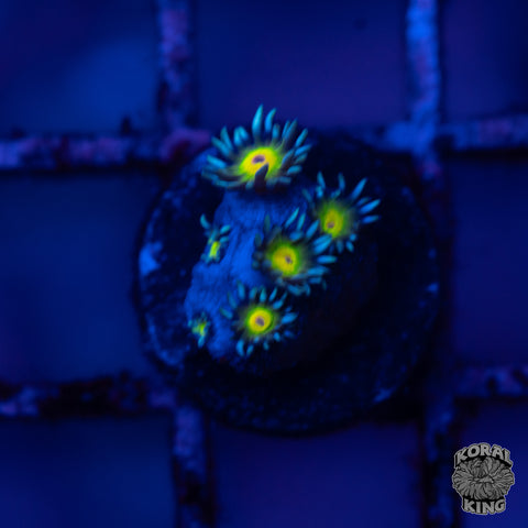 Goniopora