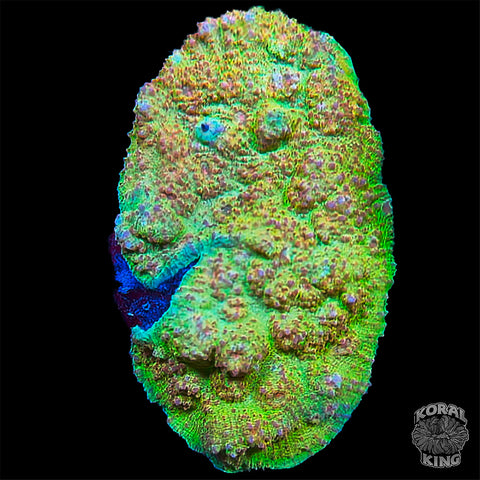 Grafted Chalice Colony