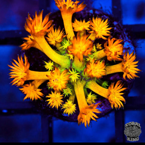 Ring-Of-Fire Goniopora