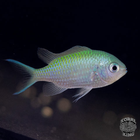 Green Chromis