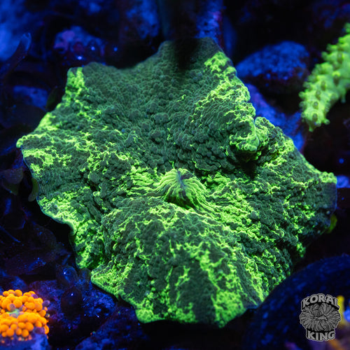 Kryptonite Mushroom