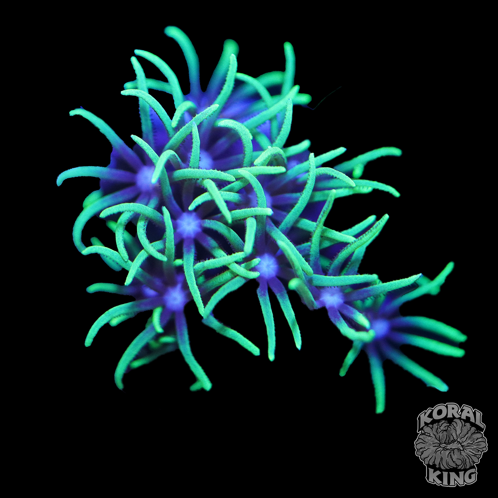 Green Star Polyp - Koral King