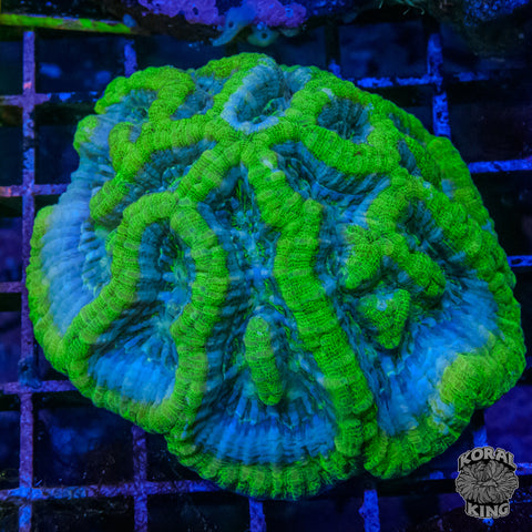 Green Nova Wilsoni