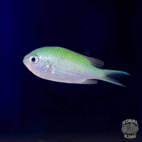 Green Chromis