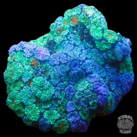 Green Envy Pincushion Mushroom XL