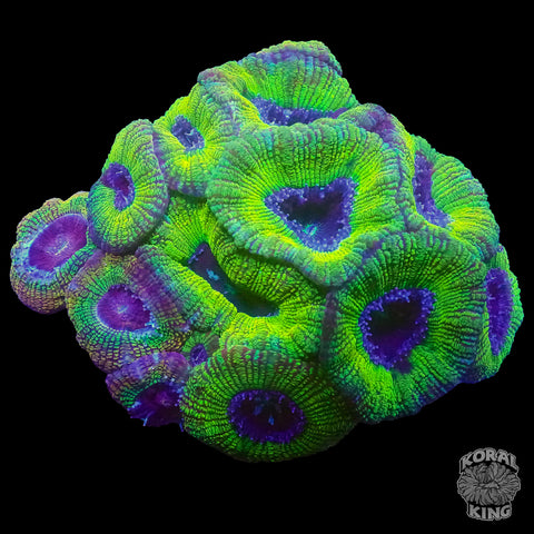 Green Lantern Aussie Lord Colony