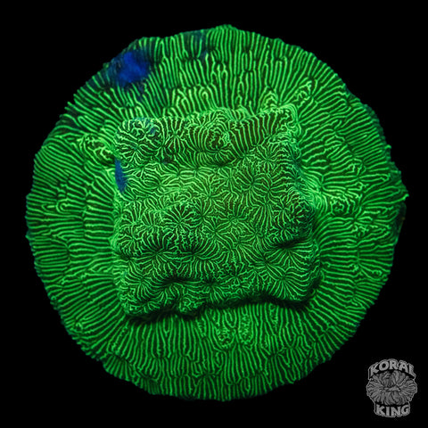 Green Leptoseris