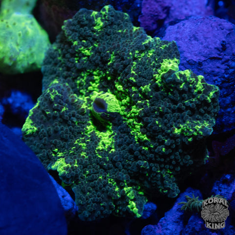 Kryptonite Mushroom