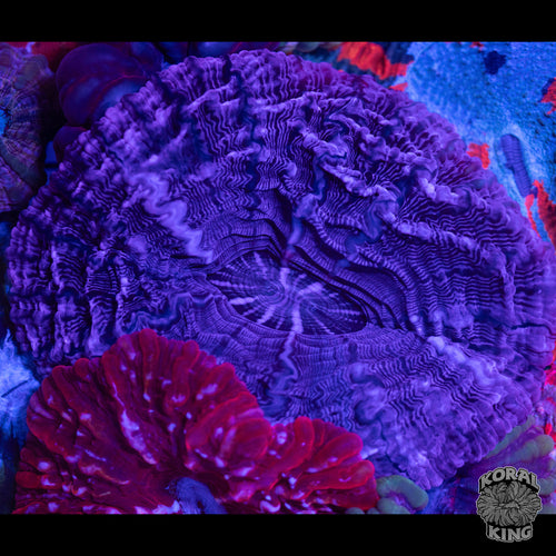 Grimace Shake Indophyllia