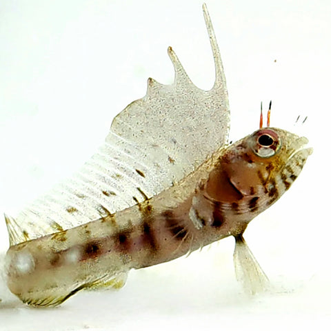Gulf Signal Blenny