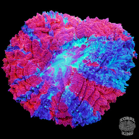 Gumball Rainbow Acantho