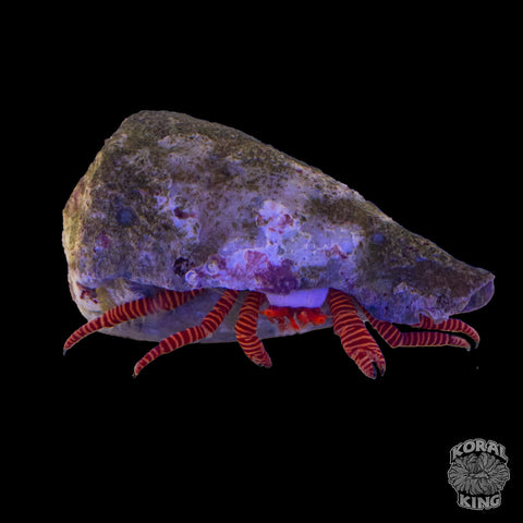 Halloween Hermit Crab