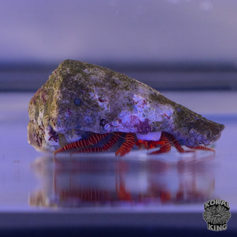 Halloween Hermit Crab