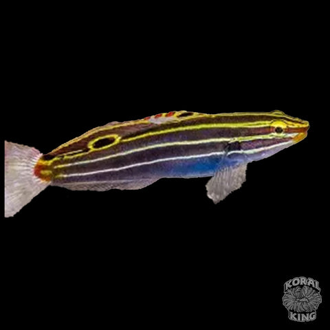 Hector's Goby