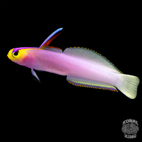 Helfrichi Firefish Goby