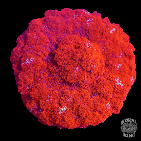 HellFire Anemone