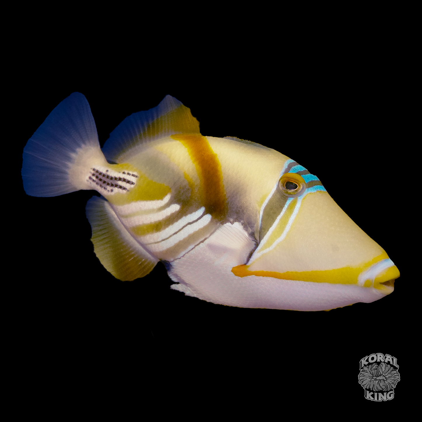Reef Triggerfish - Koral King