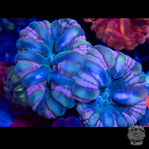 Pink-Hydra Cynarina (3 Head Cynarina)