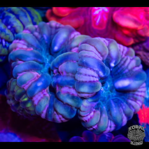 Pink-Hydra Cynarina (3 Head Cynarina)