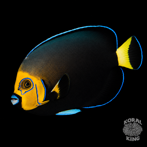 Conspicuous Angelfish (Captive Bred)