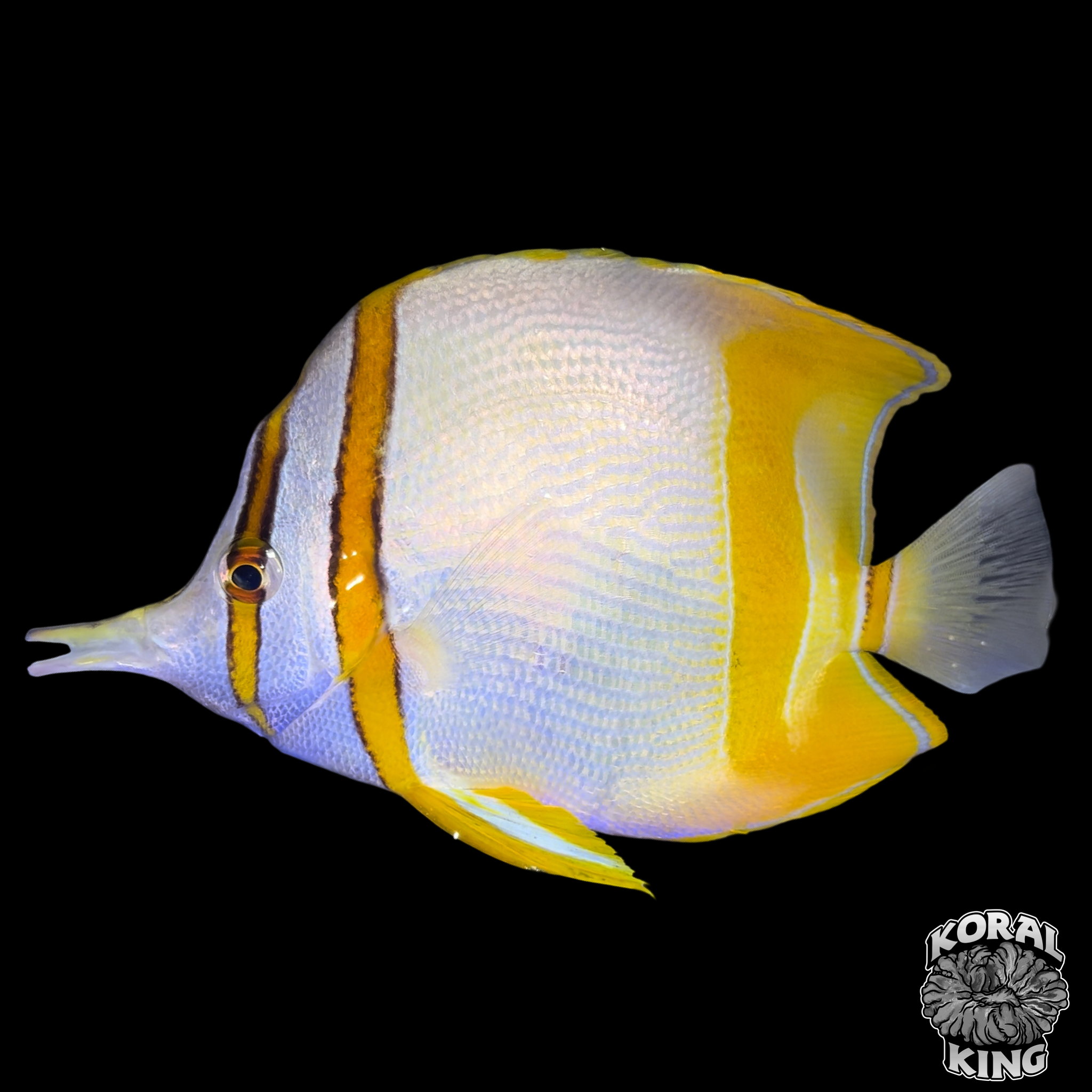 Marginalis Butterflyfish – Koral King