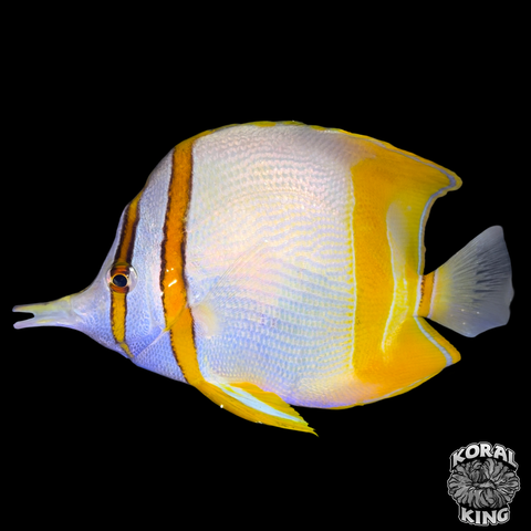 Marginalis Butterflyfish (XL)