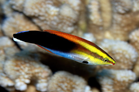 Black Fin Rainbow Cleaner Wrasse